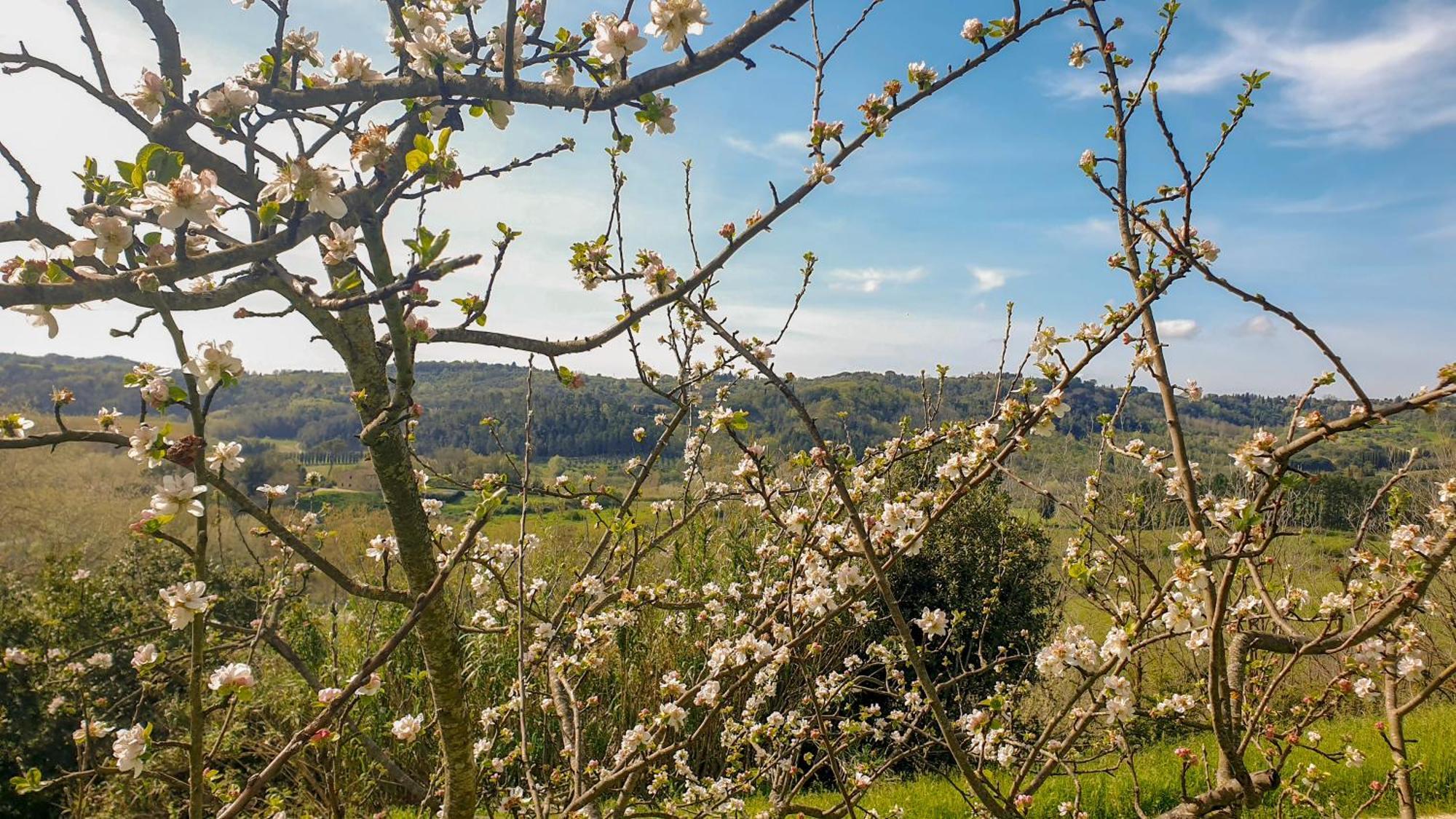 Agriturismo Podere Le Tombe Guest House Палая Екстериор снимка