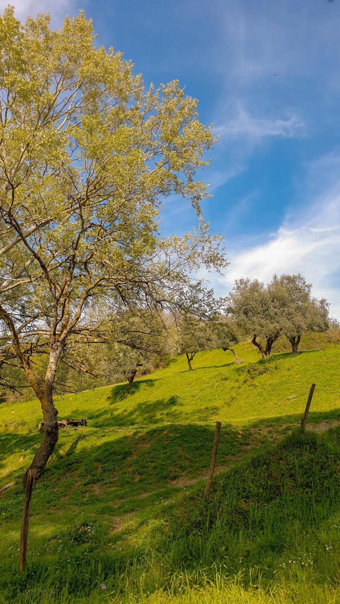 Agriturismo Podere Le Tombe Guest House Палая Екстериор снимка