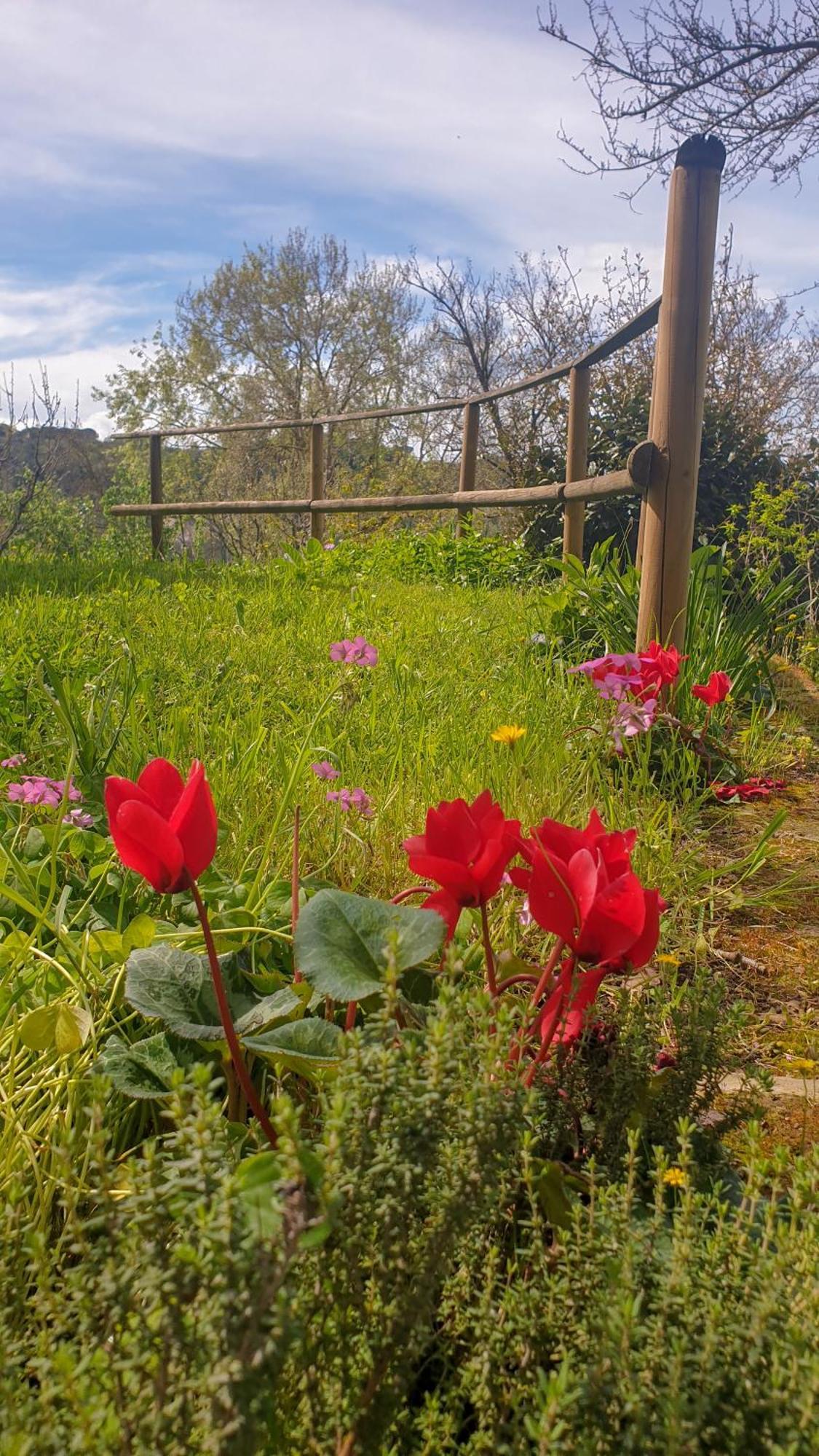 Agriturismo Podere Le Tombe Guest House Палая Екстериор снимка