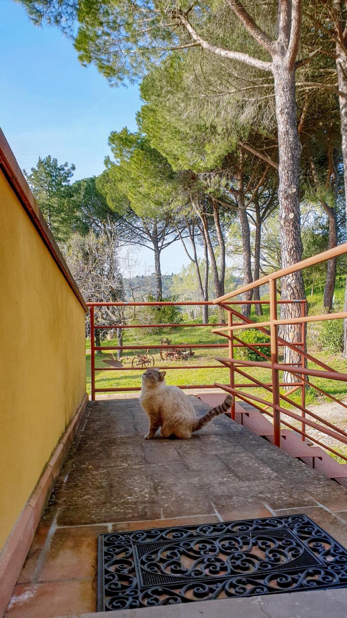 Agriturismo Podere Le Tombe Guest House Палая Екстериор снимка